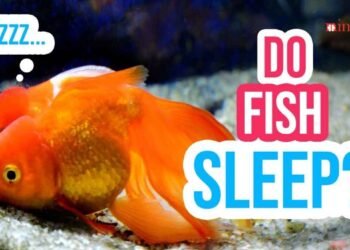 Do Goldfish Sleep